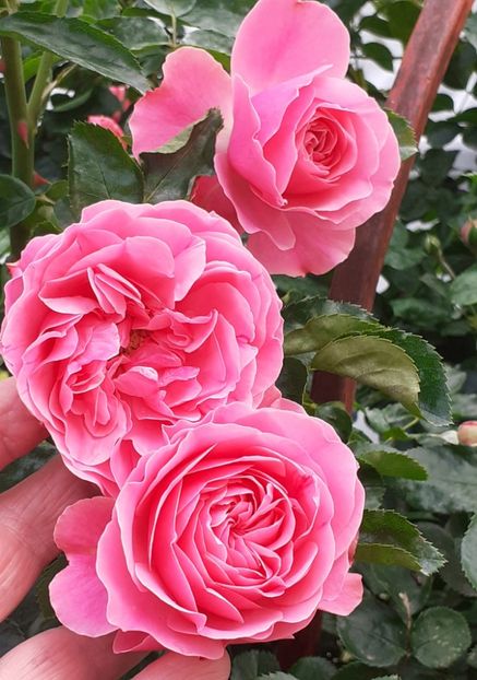 - Pink Leonardo 2021 - 2022 - 2023