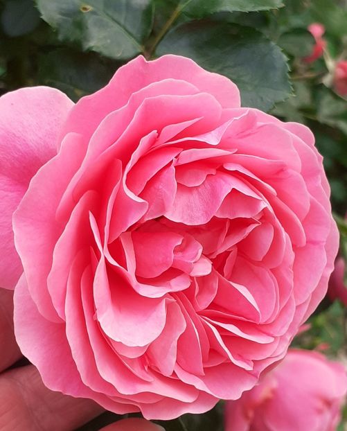  - Pink Leonardo 2021 - 2022 - 2023