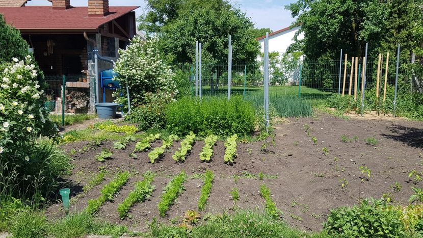  - 08 Gradinuta de legume 2022