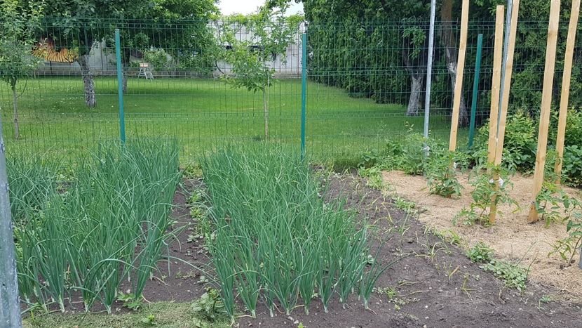  - 08 Gradinuta de legume 2022