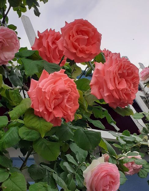  - Dee Dee Bridgewater 2021 - 2022 -2023