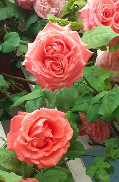  - Dee Dee Bridgewater 2021 - 2022 -2023