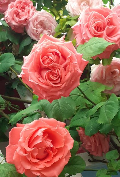  - Dee Dee Bridgewater 2021 - 2022 -2023