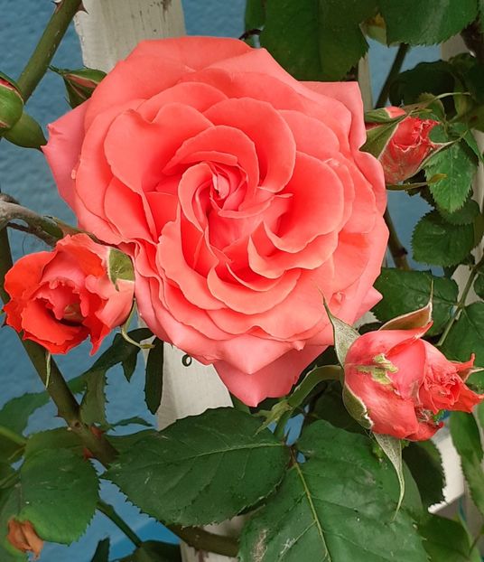  - Dee Dee Bridgewater 2021 - 2022 -2023