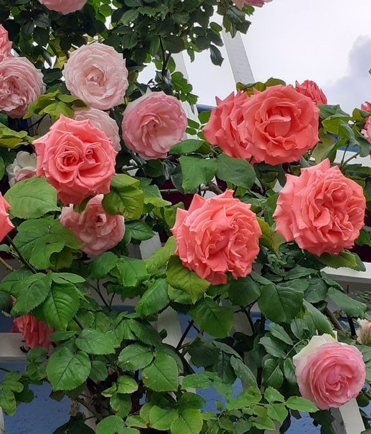  - Dee Dee Bridgewater 2021 - 2022 -2023