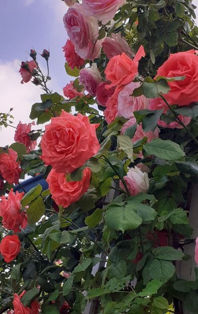  - Dee Dee Bridgewater 2021 - 2022 -2023