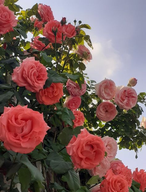  - Dee Dee Bridgewater 2021 - 2022 -2023