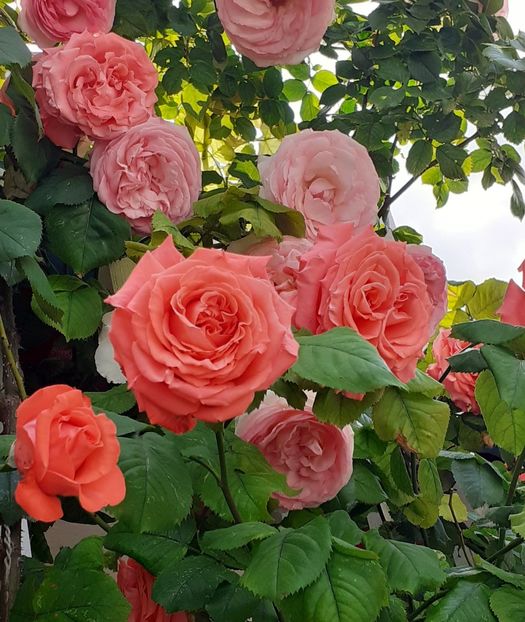  - Dee Dee Bridgewater 2021 - 2022 -2023