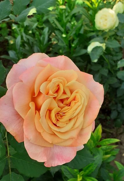  - La Villa Cotta 2021_ 2022