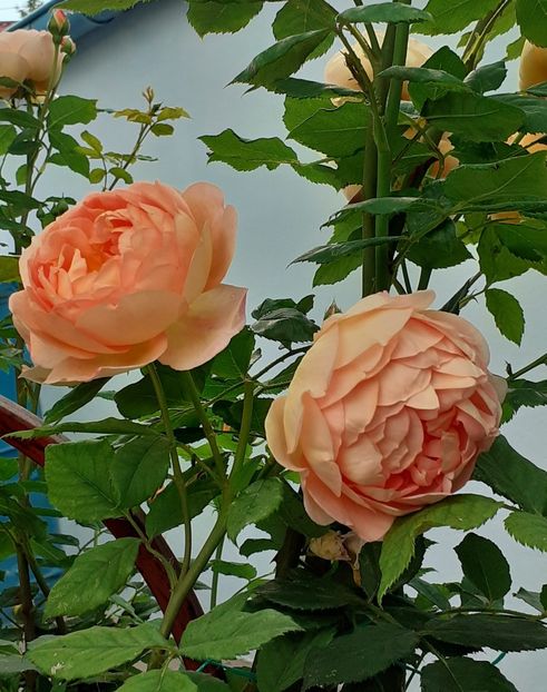  - Lady of Shallot 2021_ 2022