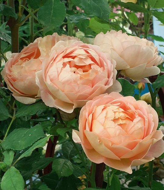  - Lady of Shallot 2021_ 2022