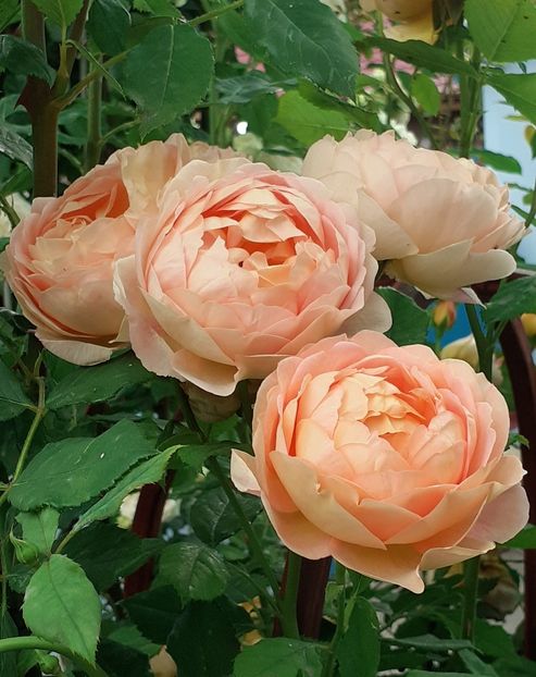  - Lady of Shallot 2021_ 2022