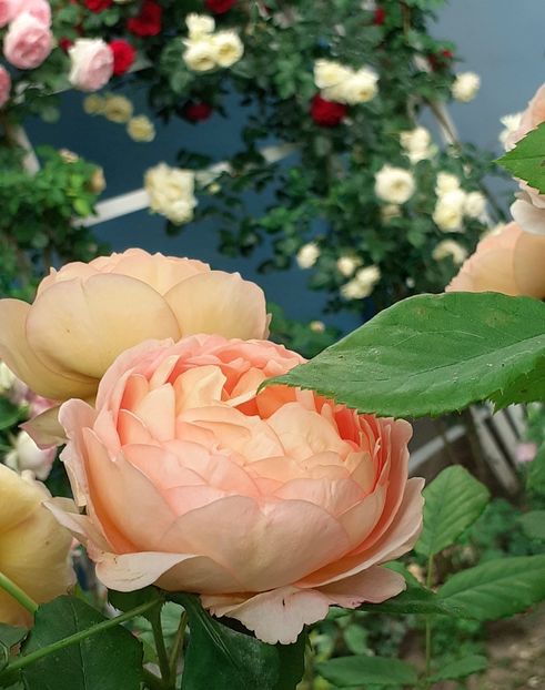  - Lady of Shallot 2021_ 2022