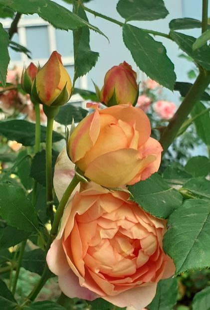  - Lady of Shallot 2021_ 2022