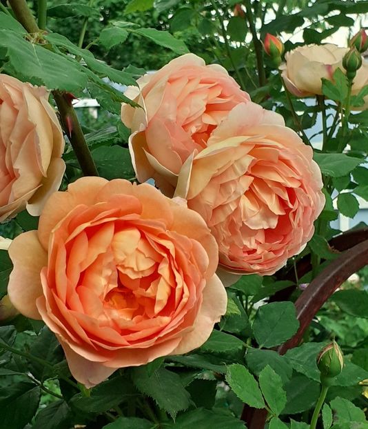  - Lady of Shallot 2021_ 2022