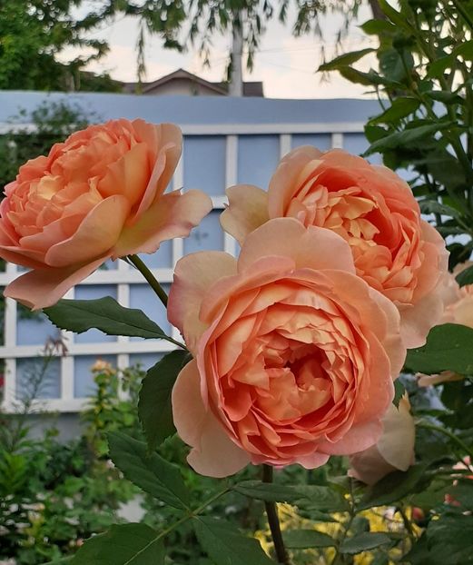  - Lady of Shallot 2021_ 2022