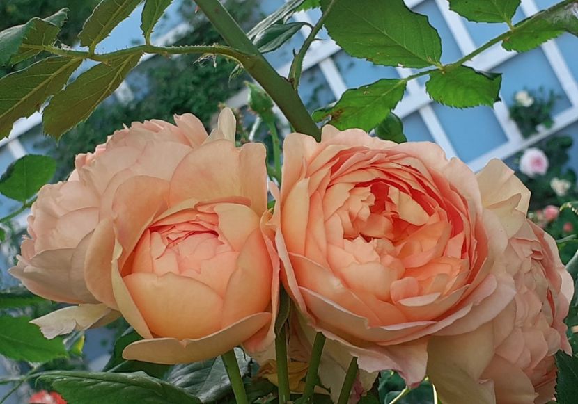  - Lady of Shallot 2021_ 2022