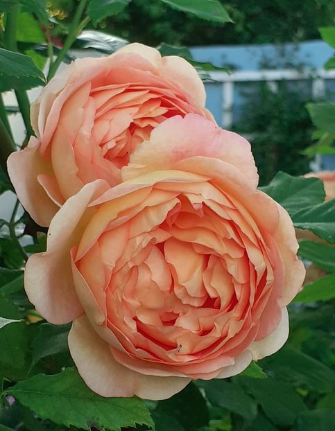  - Lady of Shallot 2021_ 2022