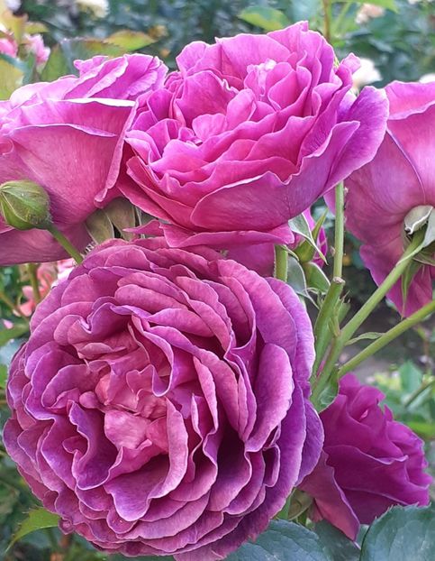  - Minerva 2021 - 2022