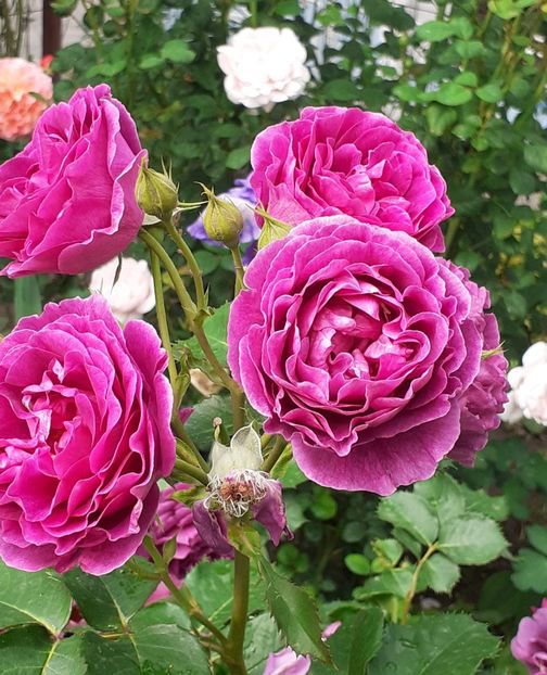  - Minerva 2021 - 2022