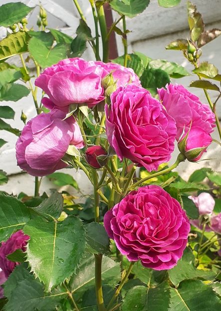  - Minerva 2021 - 2022