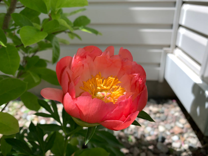  - Jurnalul gradinii 2022