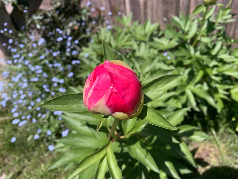  - Jurnalul gradinii 2022