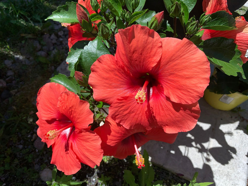  - Jurnalul gradinii 2022