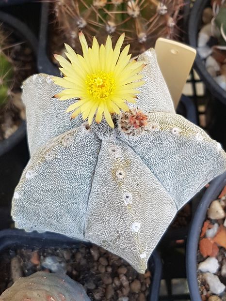  - Astrophytum