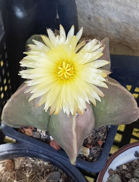  - Astrophytum