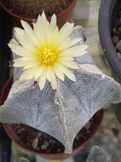  - Astrophytum