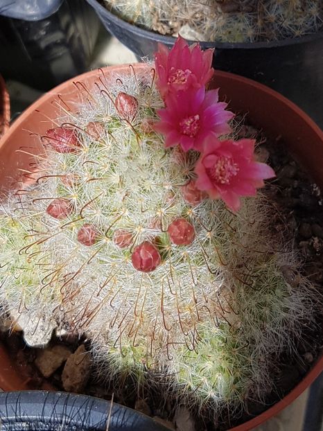 Mammillaria bocasana - Mammillaria