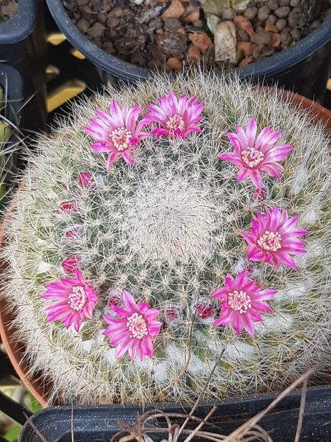 Mammillaria hahniana - Mammillaria