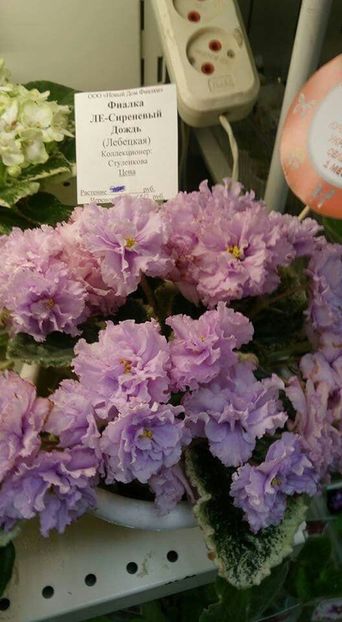 97f009677168692d02b0ef49e0b9aa13 - Dorinte