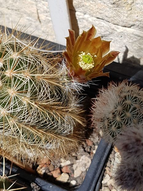 2022 Echinocereus cu floare parfumata vanilie - Echinocereus