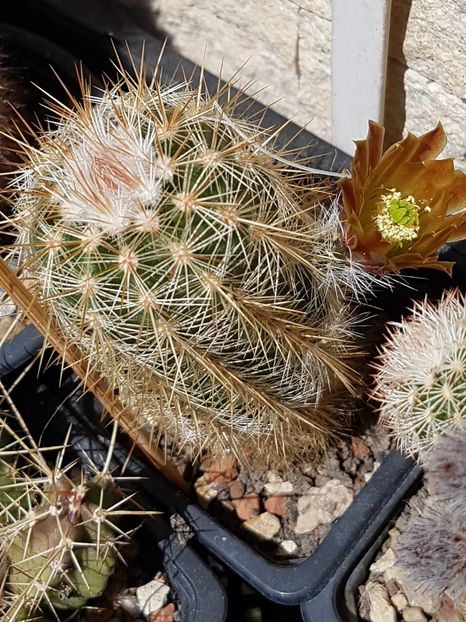  - Echinocereus