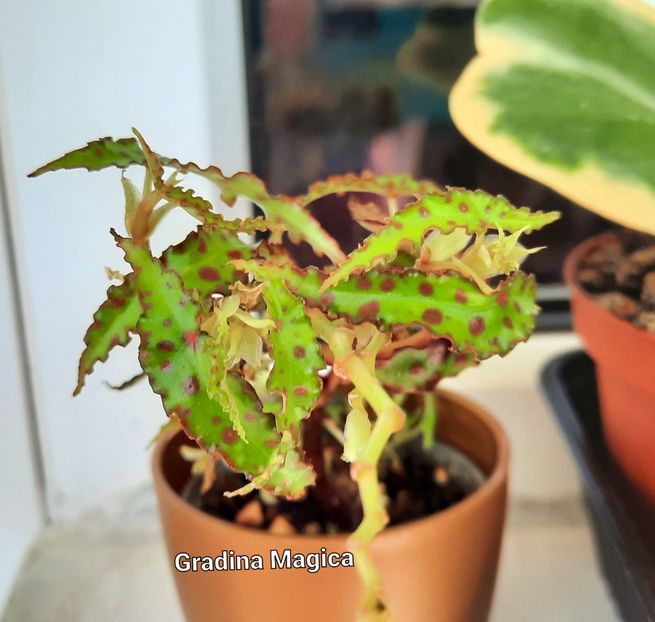  - Begonia Amphioxus