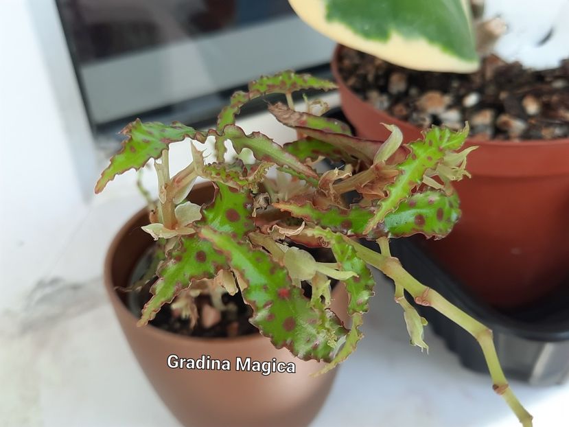  - Begonia Amphioxus