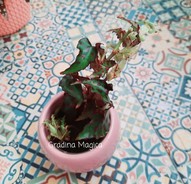  - Begonia Amphioxus