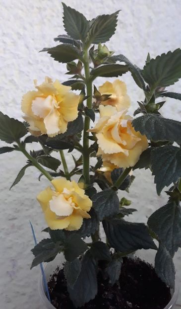  - 0001 2022 - BriD s LIMONELLA