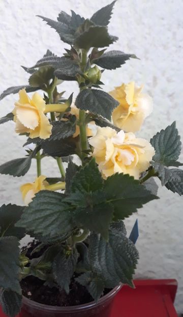  - 0001 2022 - BriD s LIMONELLA
