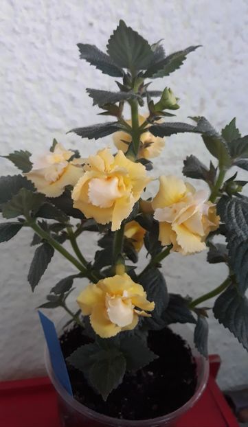  - 0001 2022 - BriD s LIMONELLA