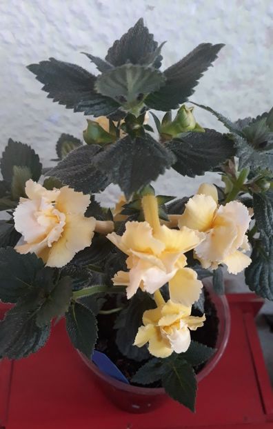  - 0001 2022 - BriD s LIMONELLA