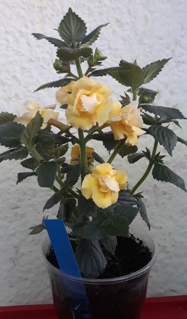  - 0001 2022 - BriD s LIMONELLA