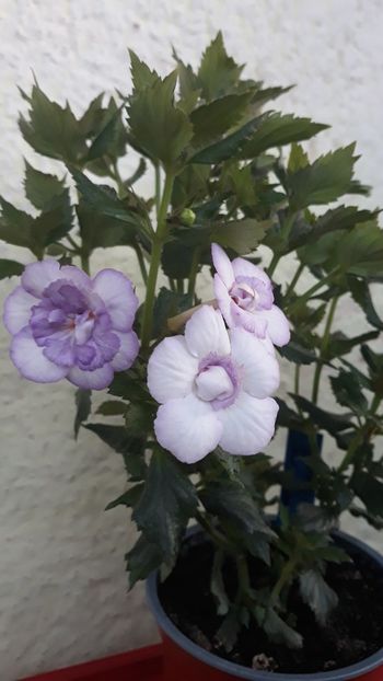 2022 - 0001 2022 - Queen of Lace