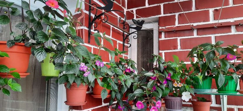 Incet incet coloram balconul - 13 Achimenes 2022