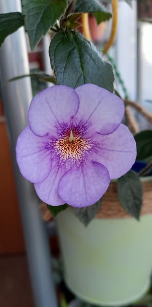 RFs Ave Fenix - 13 Achimenes 2022