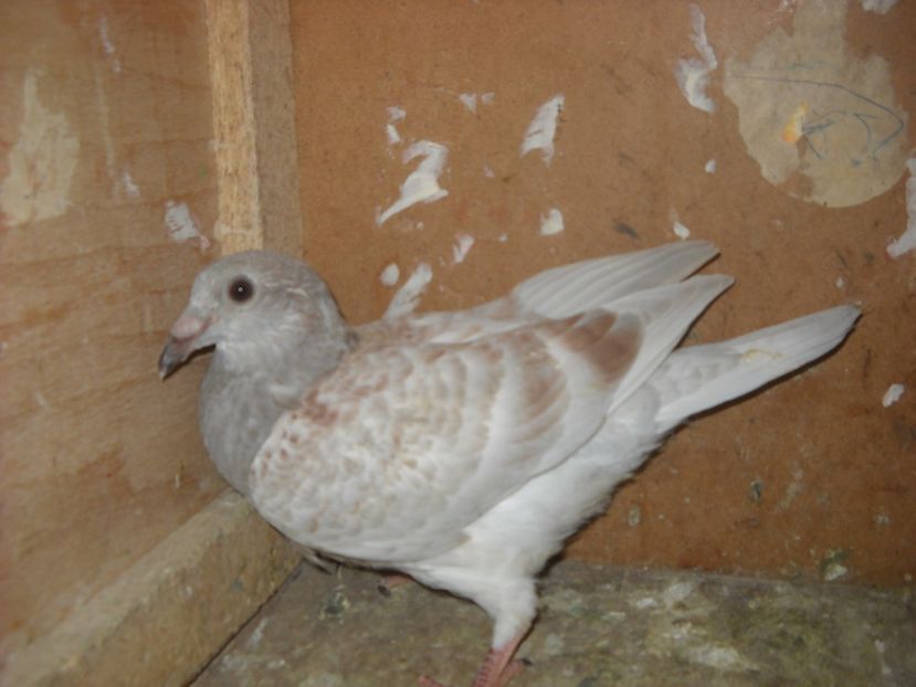  - PORUMBEI VANDUTI 2