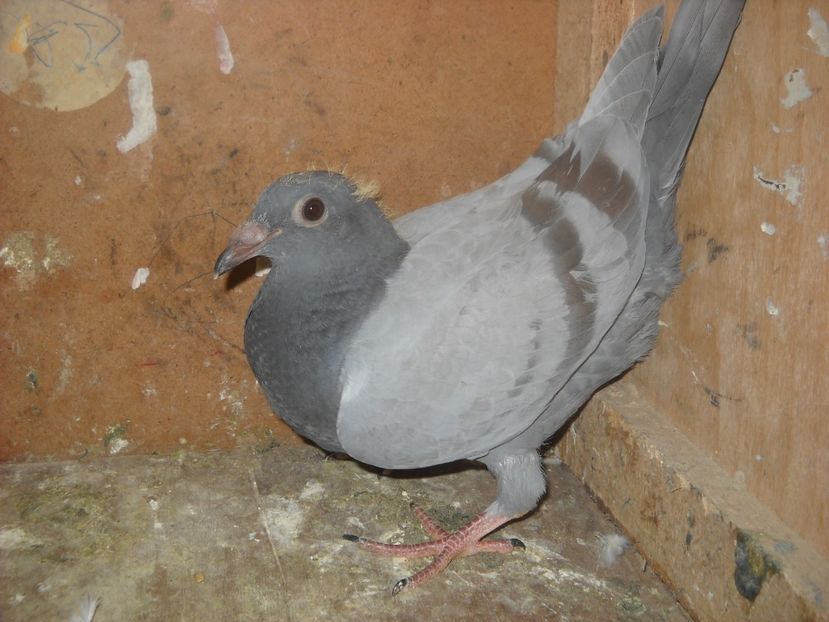  - PORUMBEI VANDUTI 2