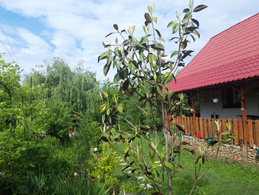  - magnoliile mele